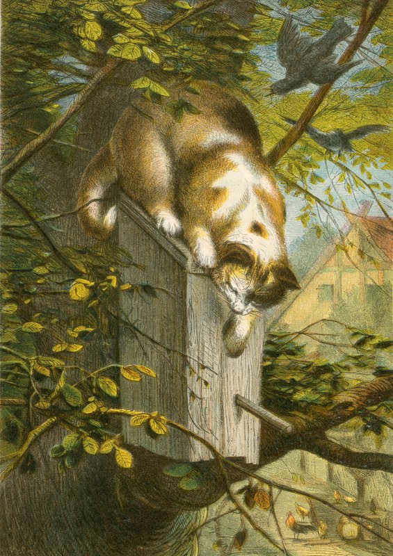 Lo storno e il suo nido, e il gatto da English School