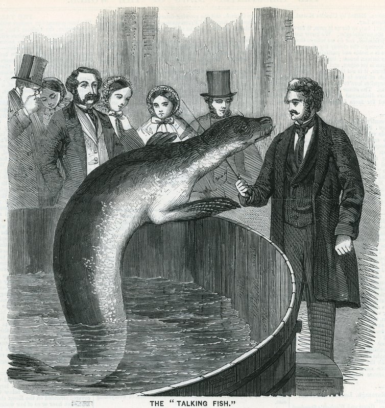 Il pesce parlante da English School