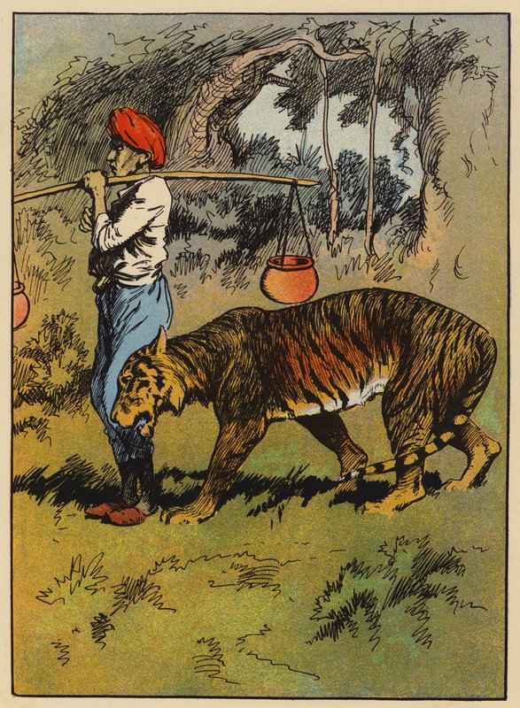 La tigre si strofina contro la gamba dell