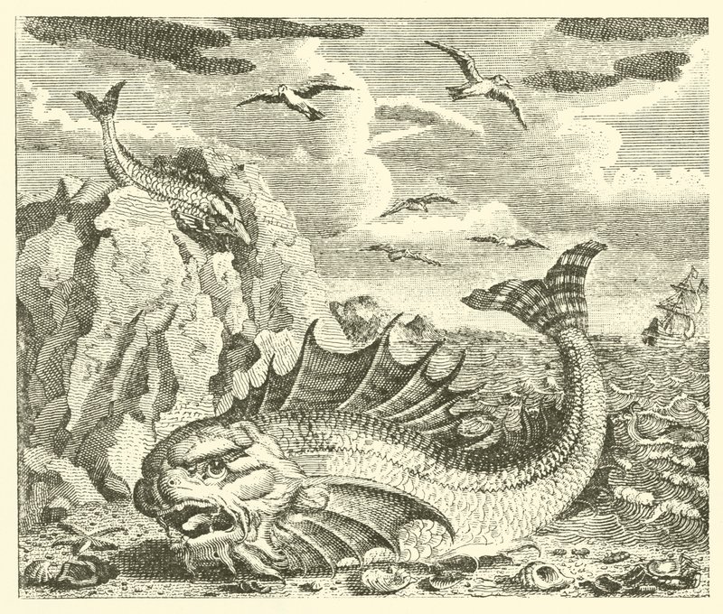Il tonno e il delfino (incisione) da English School
