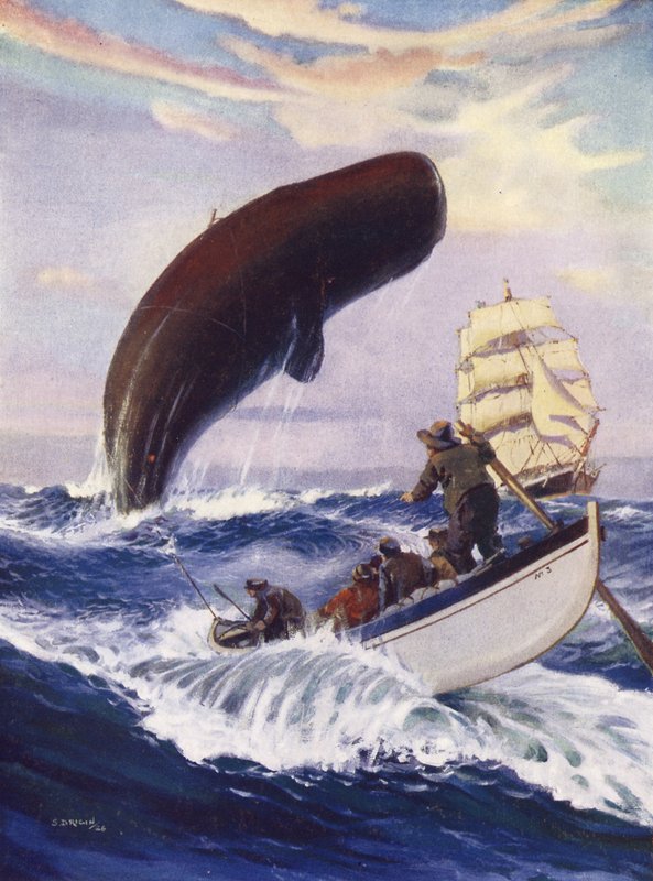 La balena sollevò tutta la sua enorme massa fuori dall