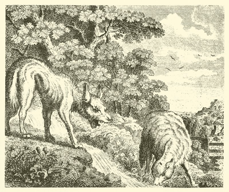 Il lupo e l