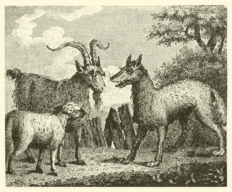 Il lupo, l