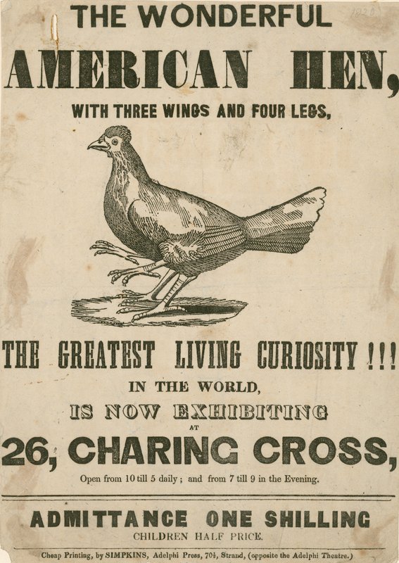 La meravigliosa Gallina Americana, con tre ali e quattro zampe da English School