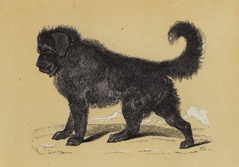 Cane del Tibet da English School