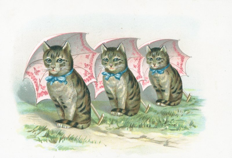 Tre gatti seduti in fila da English School