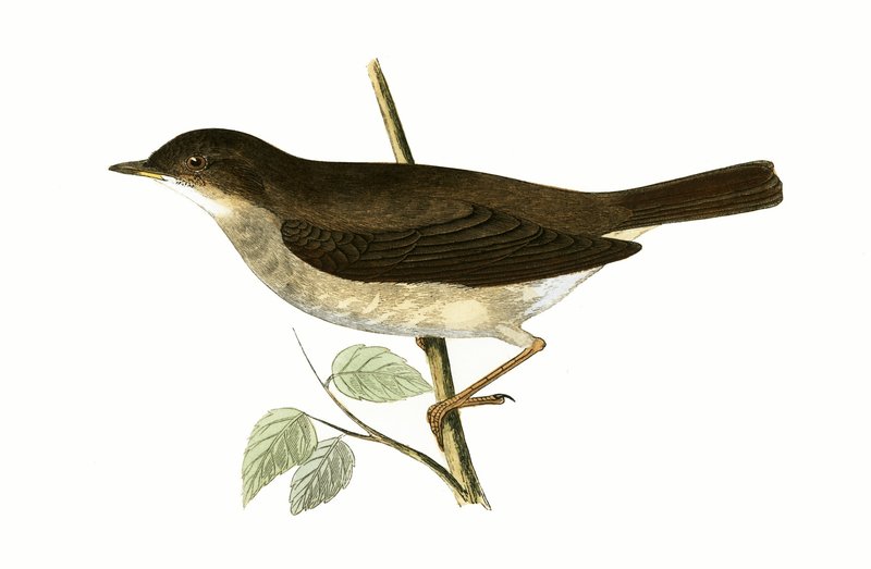 Usignolo di tordo, illustrazione da 
