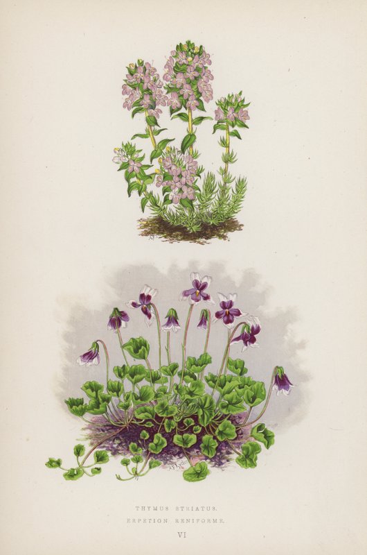 Thymus Striatus; Erpetion Reniforme (litografia a colori) da English School