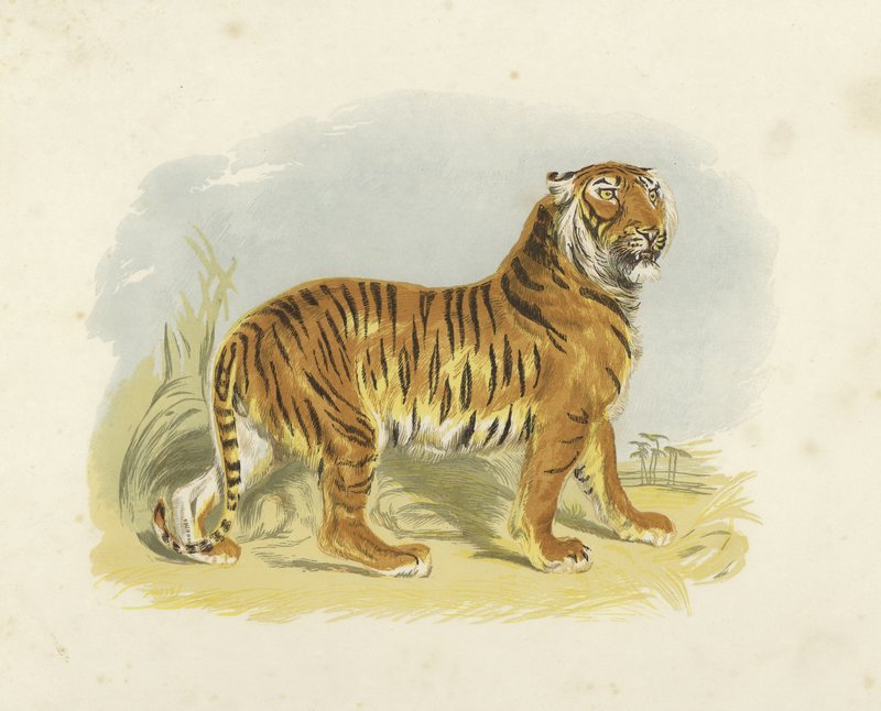 Tigre da English School