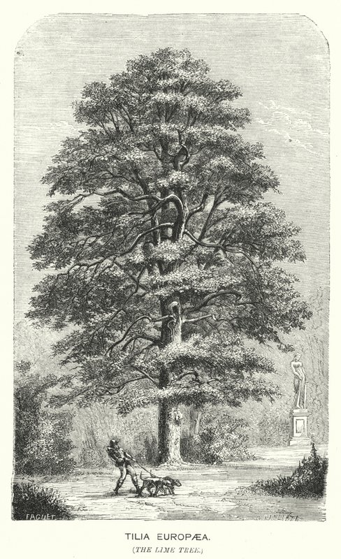Tilia Europaea, Il Tiglio (incisione) da English School