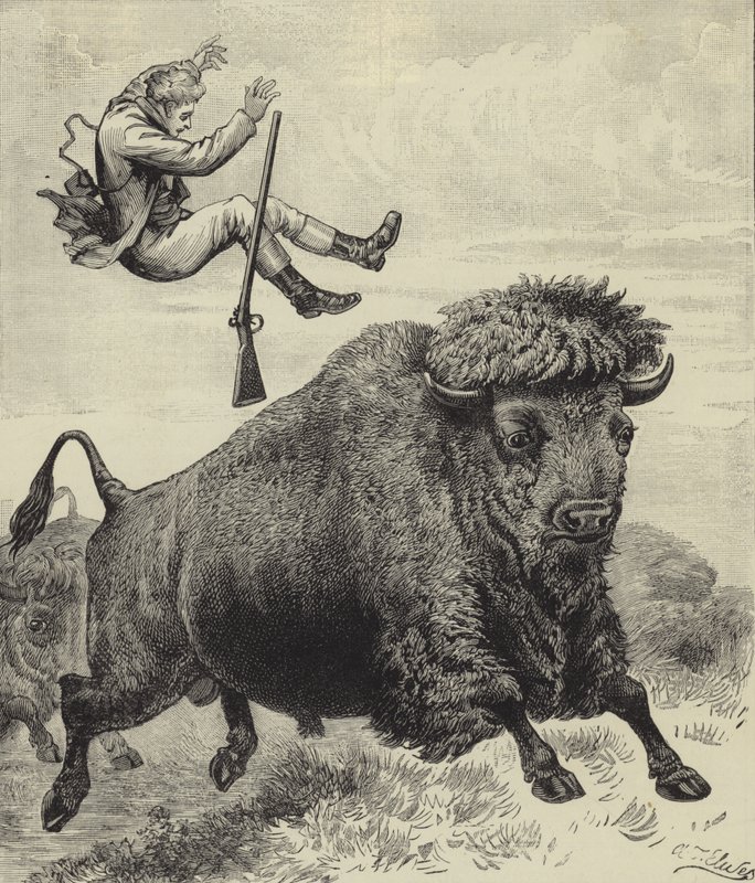 Scosso da un toro della prateria da English School