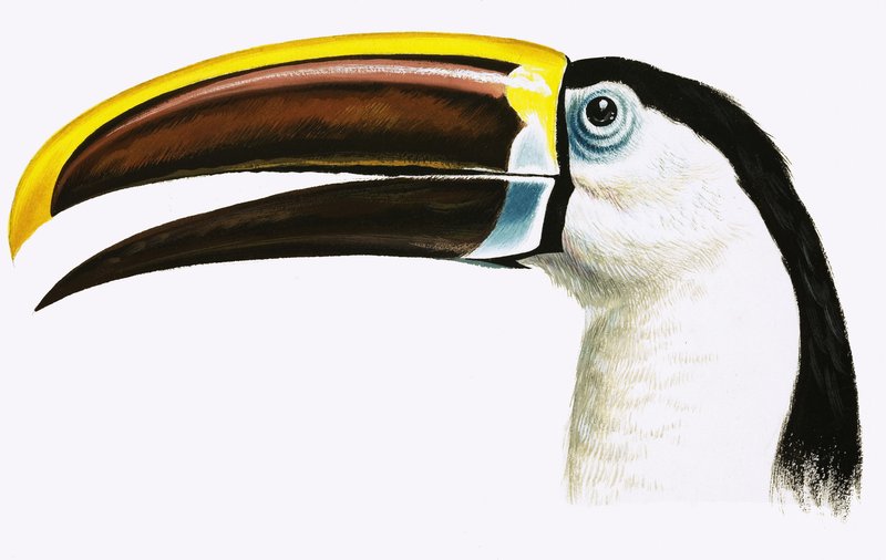 Tucano da English School