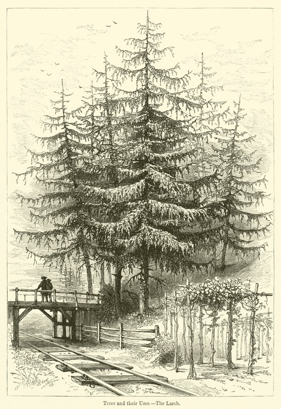 Alberi e i loro usi, il larice da English School