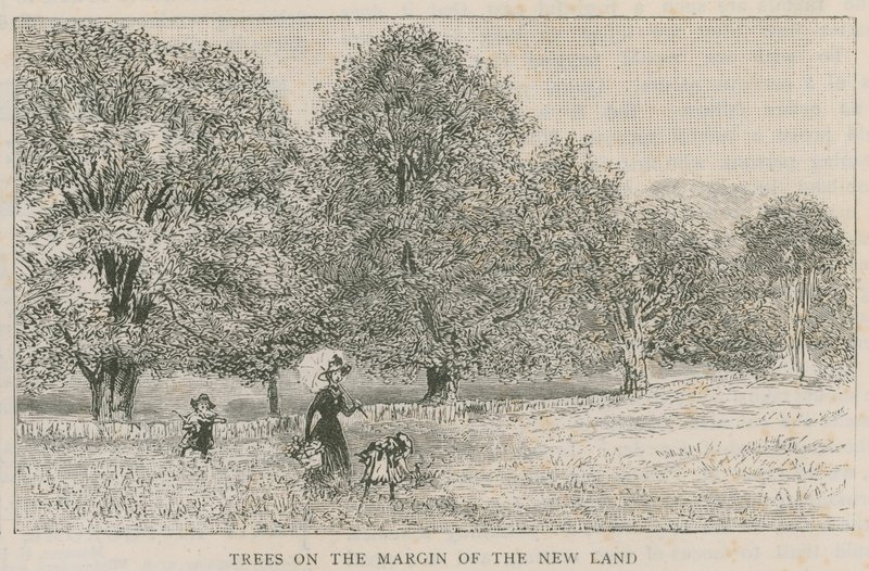 Alberi al margine della nuova terra da English School