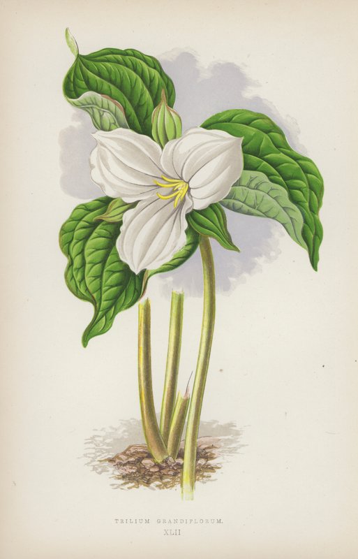 Trillium Grandiflorum da English School