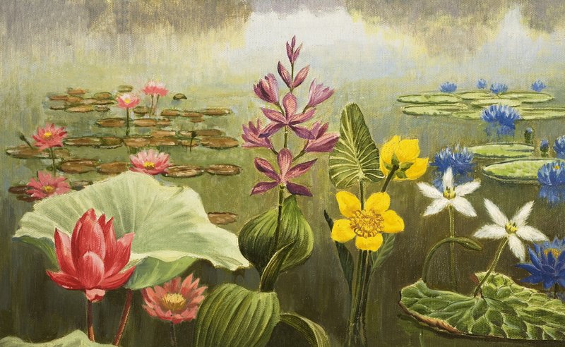 Piante acquatiche tropicali da English School