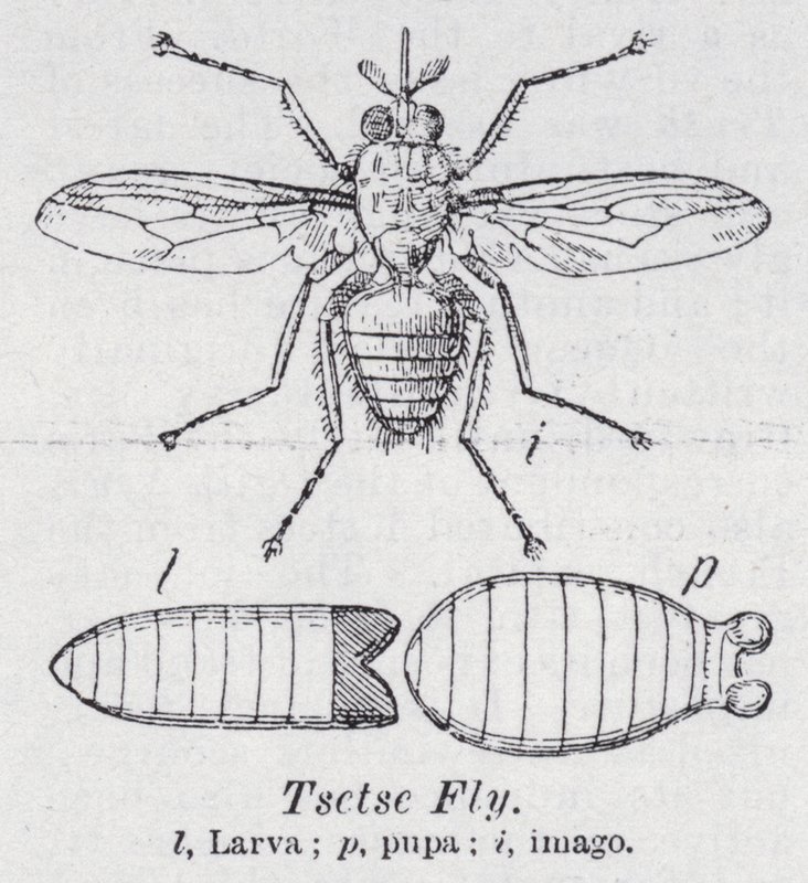 Mosca tsetse da English School