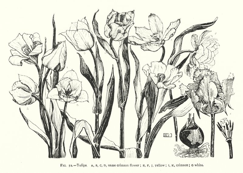 Tulipani; stesso fiore cremisi; giallo; cremisi; bianco da English School
