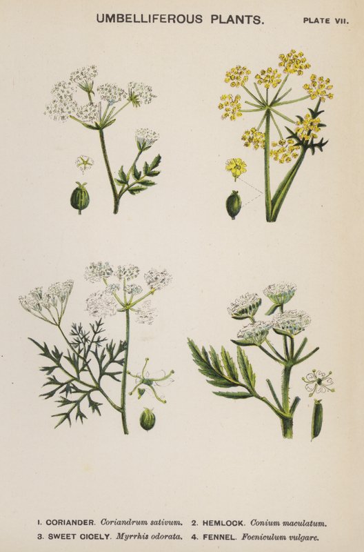 Piante Ombrellifere (litografia a colori) da English School