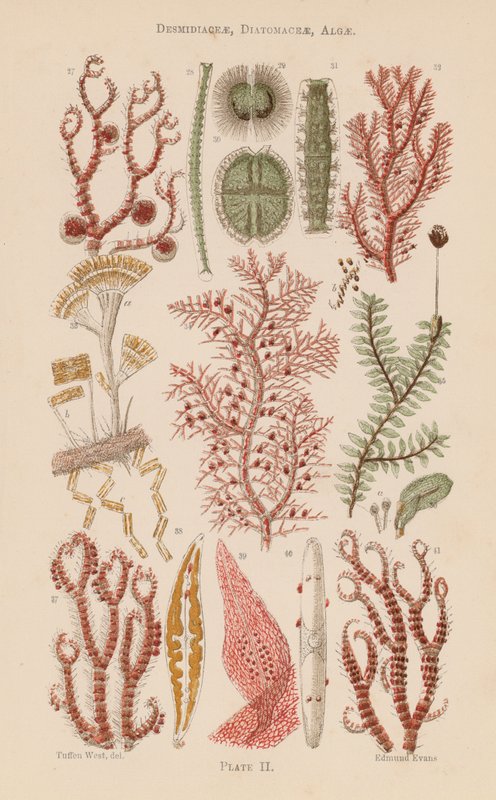 Al microscopio: Desmidiaceae, Diatomaceae, Alghe da English School