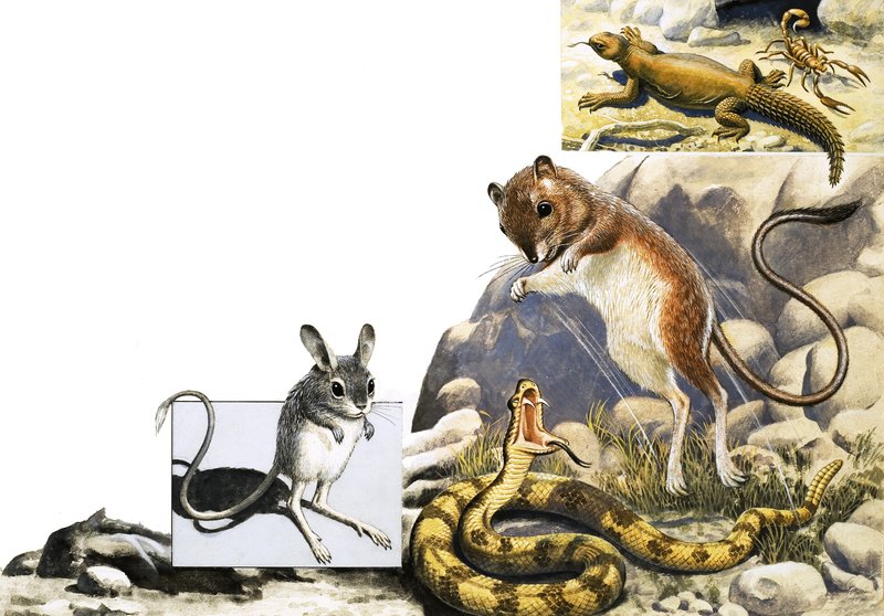 Montaggio di animali non identificati con gerboa, serpente e scorpione da English School