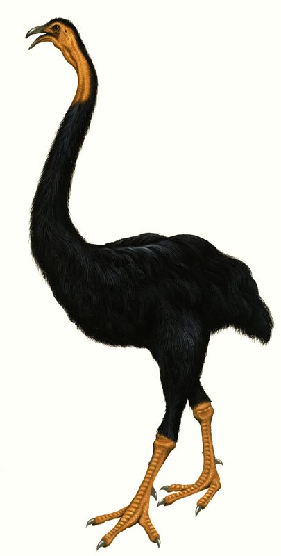Uccello non identificato, possibilmente un Moa da English School