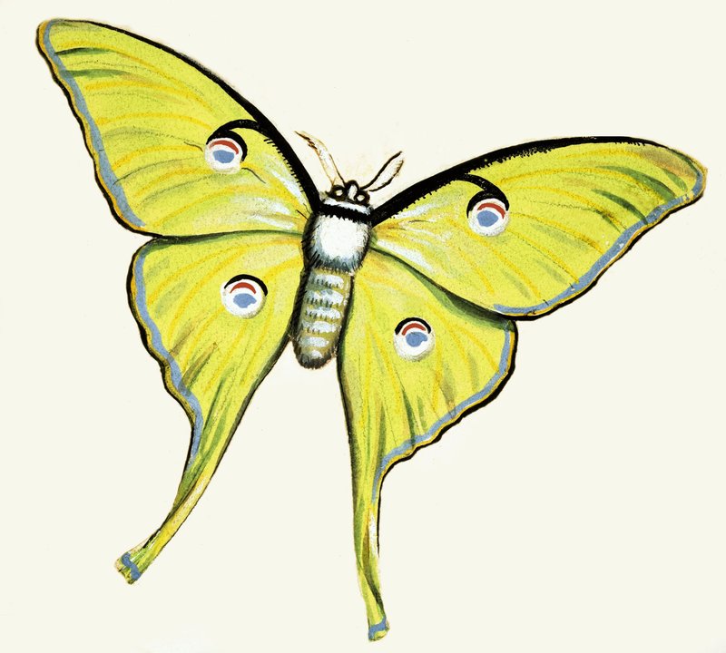 Farfalla non identificata da English School