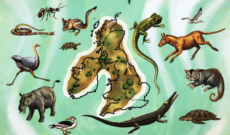 Montaggio non identificato di animali intorno alla mappa della Gran Bretagna da English School