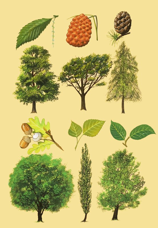 Montaggio non identificato di alberi e foglie da English School