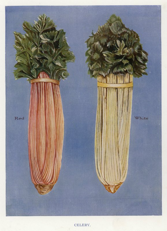 Guida del Coltivatore di Verdure: Sedano da English School