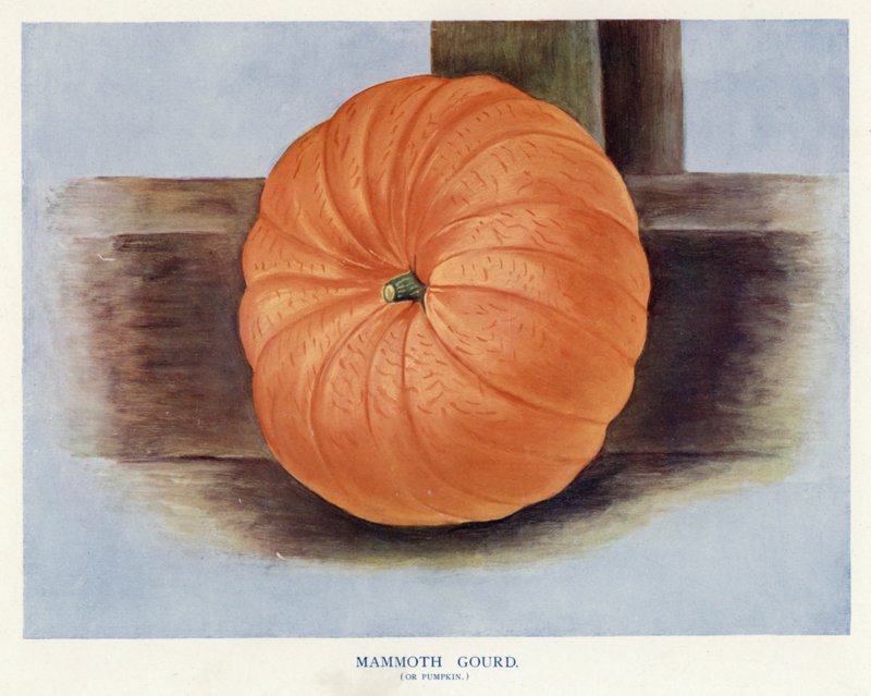 Guida del coltivatore di ortaggi: Zucca mammut da English School