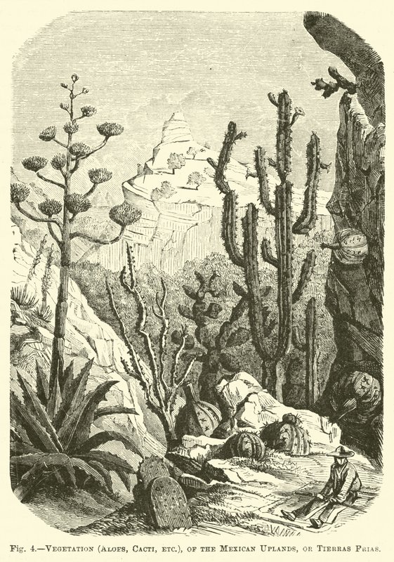 Vegetazione (Aloe, Cactus, ecc.), degli altipiani messicani, o Tierras Frias da English School