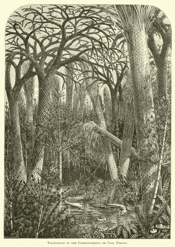 Vegetazione del periodo carbonifero o del carbone da English School