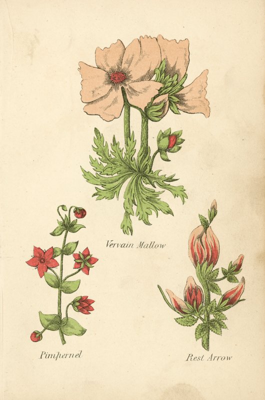 Malva verbena, pimpinella, freccia del riposo da English School