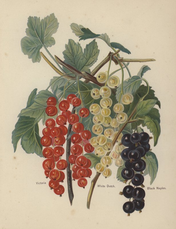 Victoria, White Dutch, Black Naples da English School