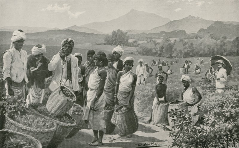 Veduta di una piantagione di tè a Ceylon da English School