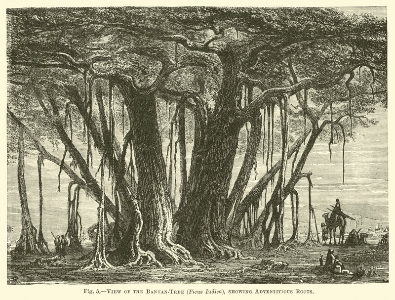 Vista del banyan (Ficus Indica), che mostra le radici avventizie da English School