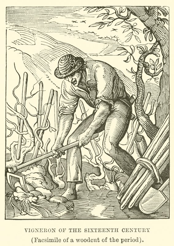 Vignaiolo del XVI secolo da English School