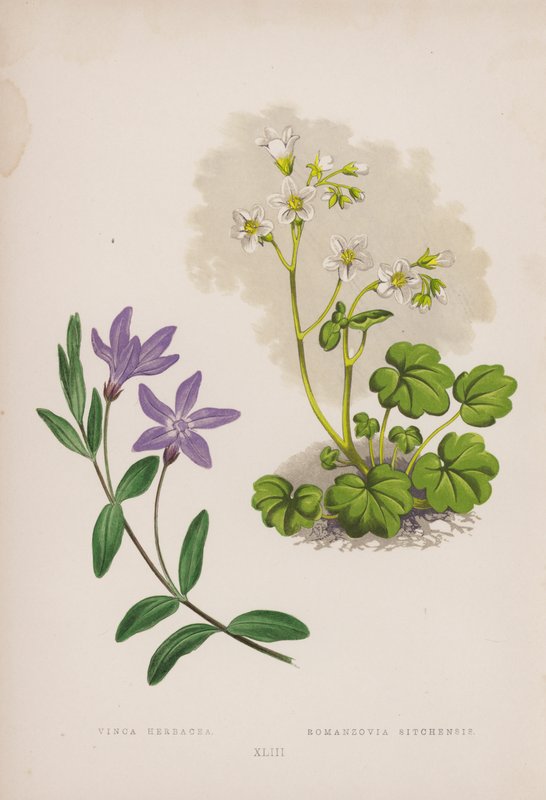 Vinca Herbacea; Romanzovia Sitchensis (litografia a colori) da English School