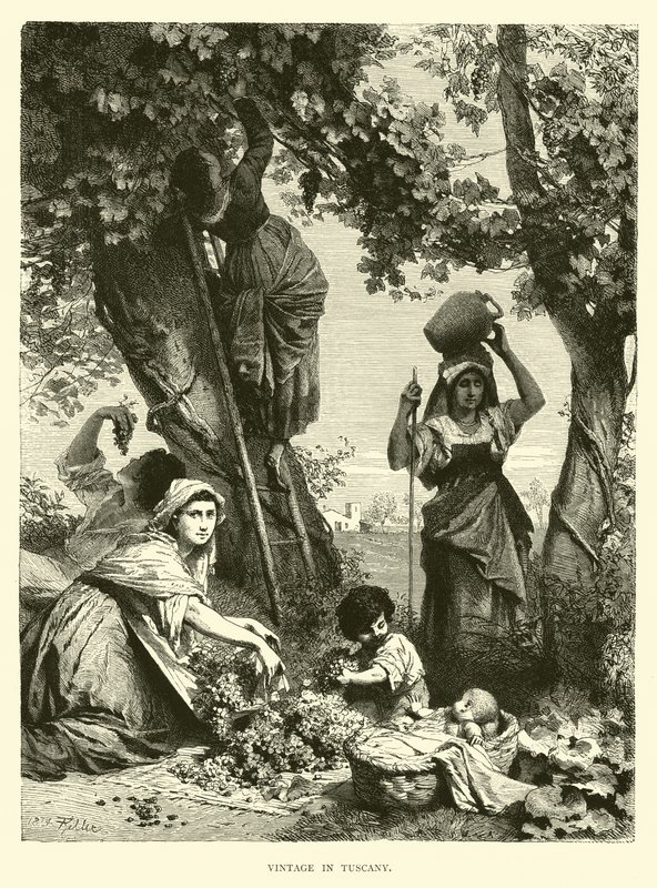 Vendemmia in Toscana da English School