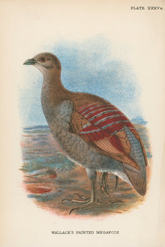 Megapodio dipinto di Wallace da English School