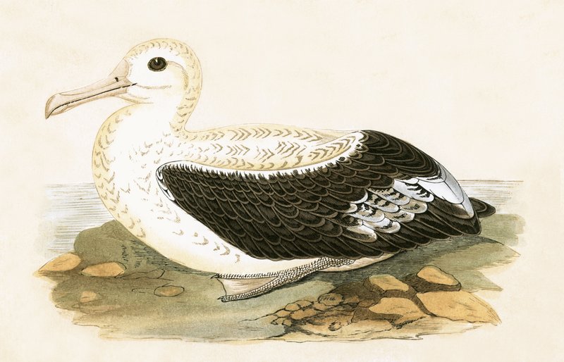 Albatros errante, illustrazione da 