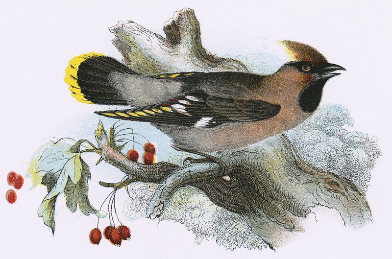 Cedar Waxwing da English School