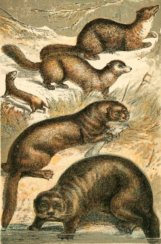 Donnola, zibellino, martora, lontra e lontra marina da English School