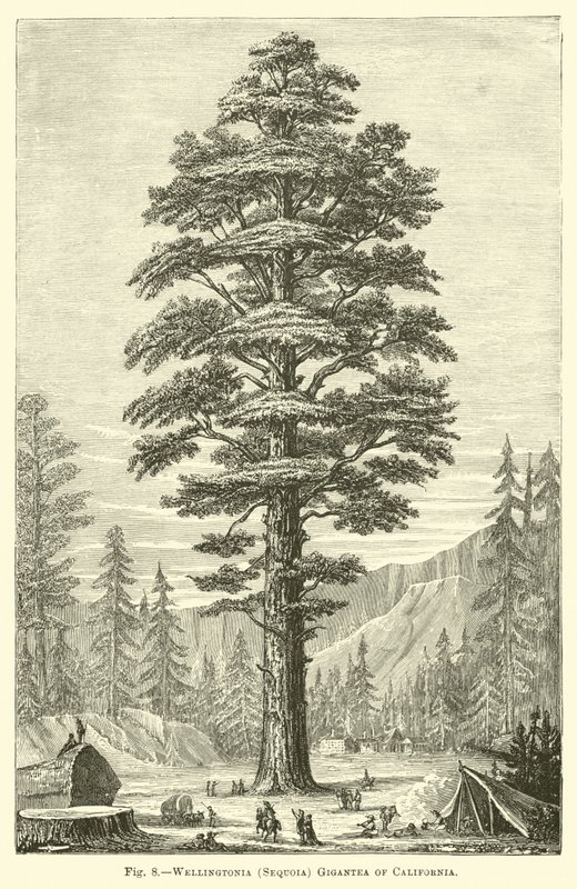 Wellingtonia (Sequoia) gigantea della California da English School