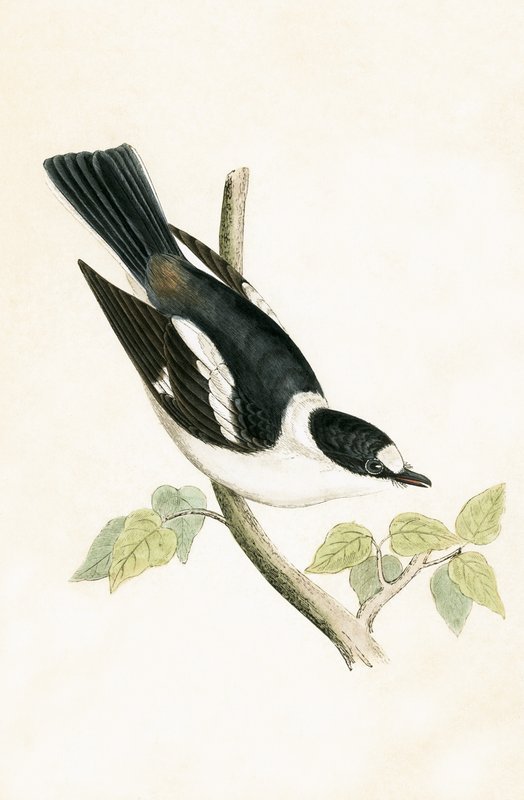 Balia dal collare bianco, illustrazione da 