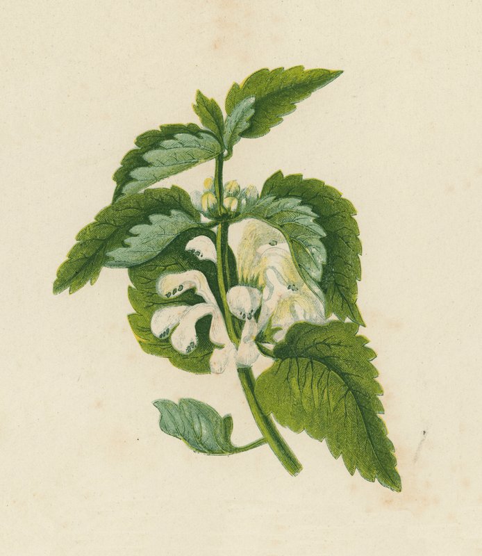 Ortica Bianca, Lamium Album da English School