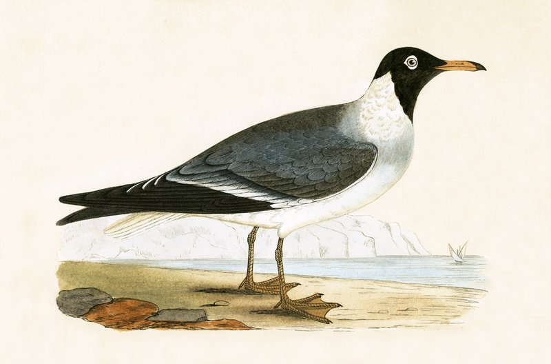 Gabbiano dagli occhi bianchi, illustrazione da 