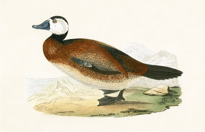 Anatra dalla testa bianca, illustrazione da 