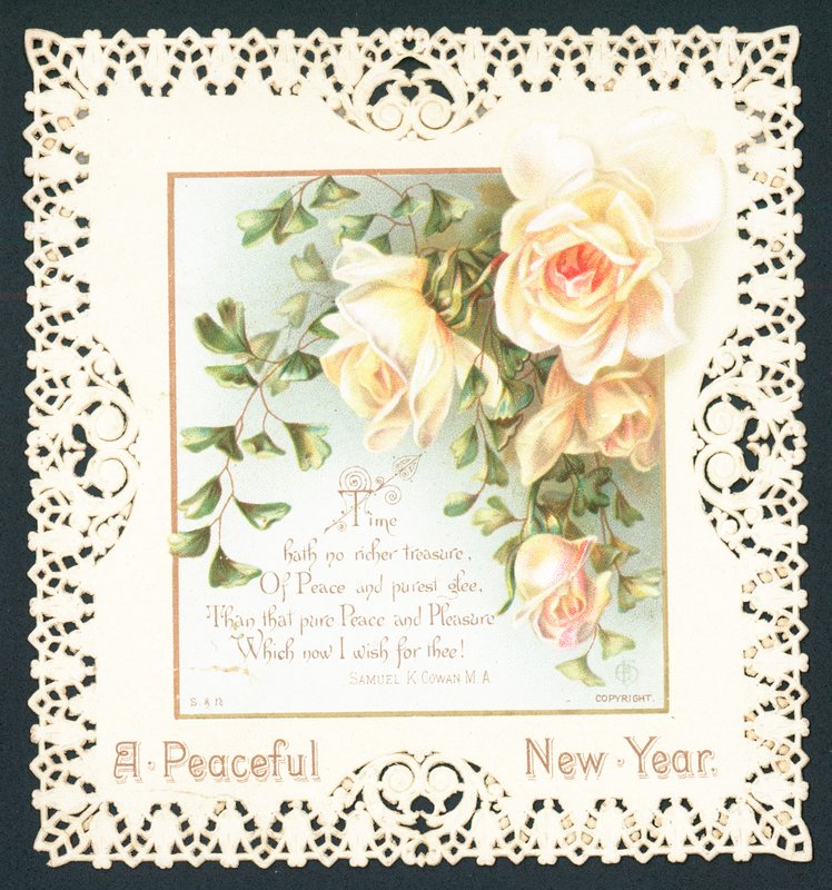 Rose bianche da English School